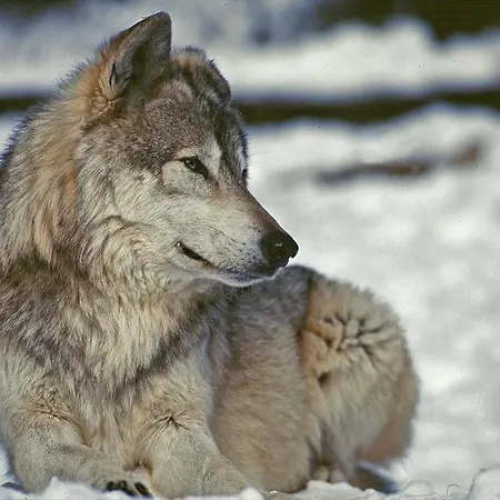 Le Rocher Blanc Hotel 3*